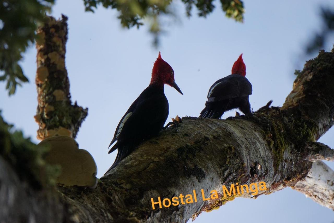 Hostal La Minga Chaitén Extérieur photo